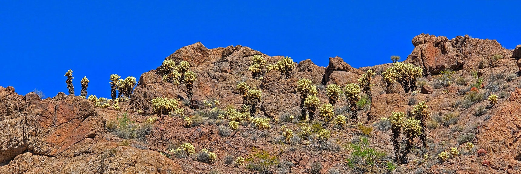 Pass Beautifully Placed Teddy Bear Cholla Rock Gardens | Forlorn Hope Peak South and Peak 2720 West, Eldorado Wilderness, Nevada