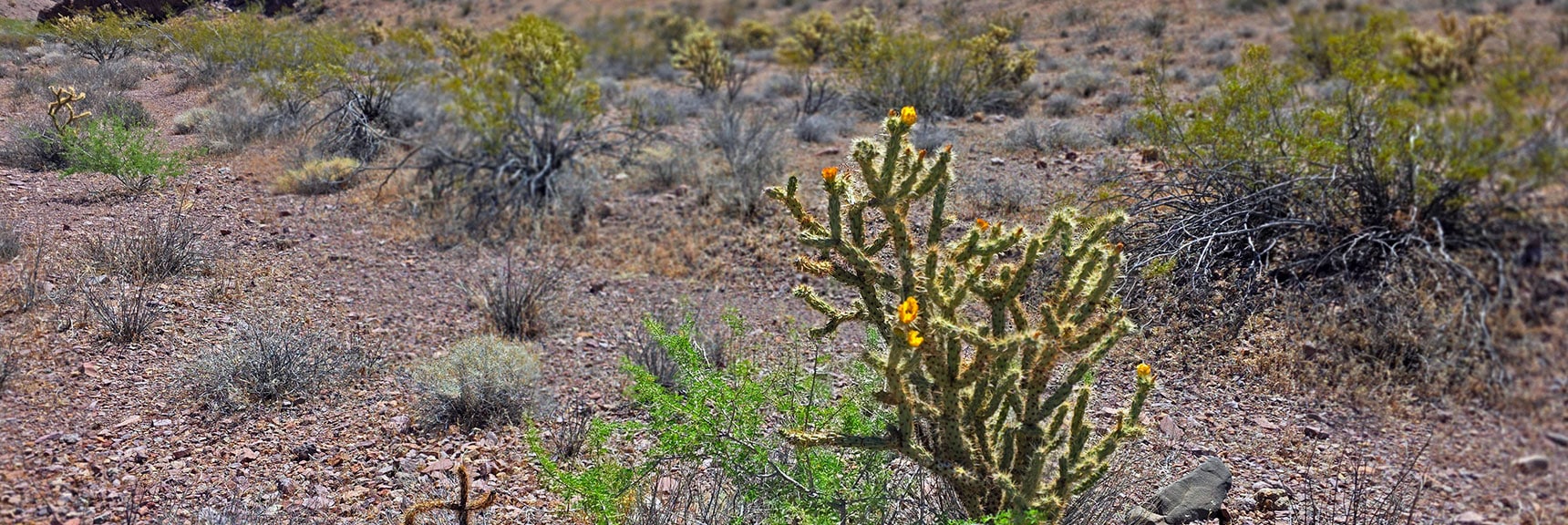 Blooming Cholla | Forlorn Hope Peak South and Peak 2720 West, Eldorado Wilderness, Nevada