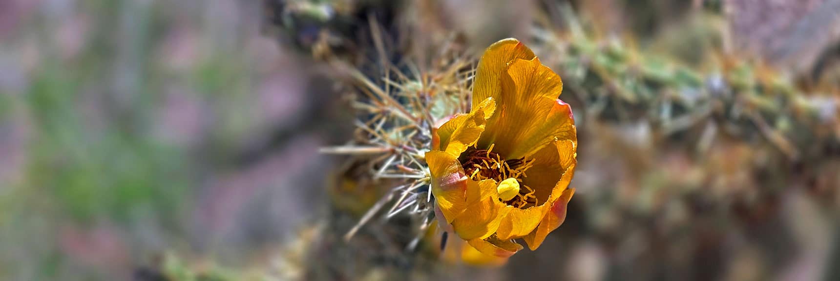Beautiful Cholla Bloom | Forlorn Hope Peak South and Peak 2720 West, Eldorado Wilderness, Nevada