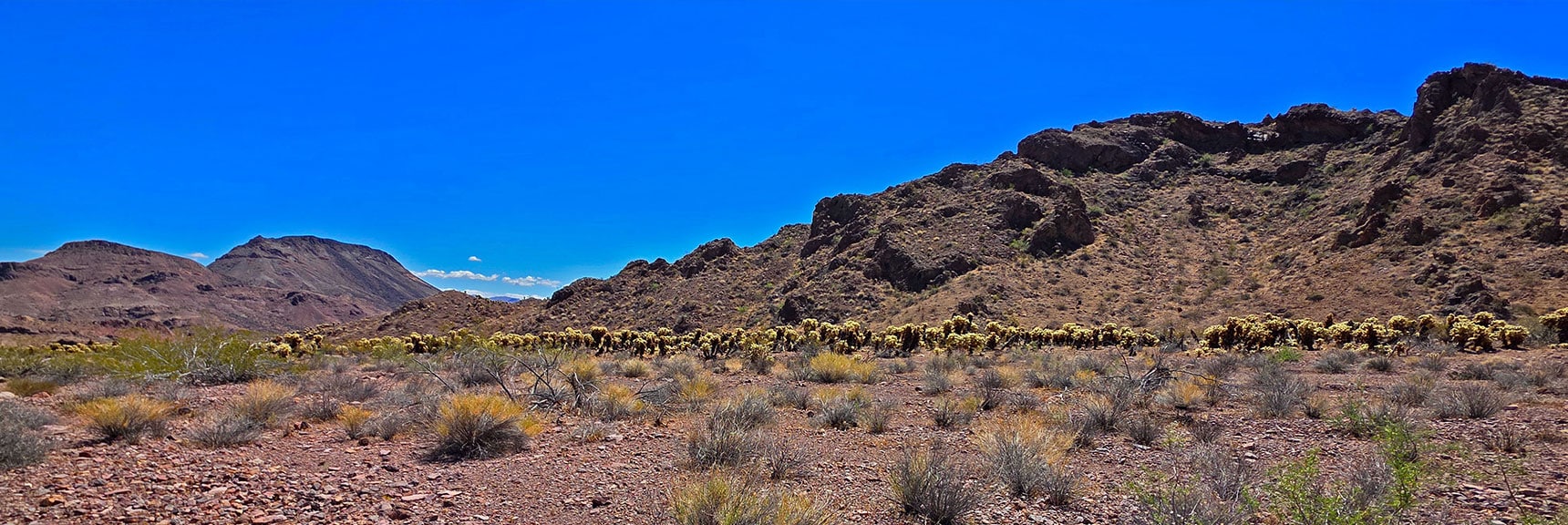 Passing More Teddy Bear Cholla Fields Toward Peak 2720 | Forlorn Hope Peak South and Peak 2720 West, Eldorado Wilderness, Nevada