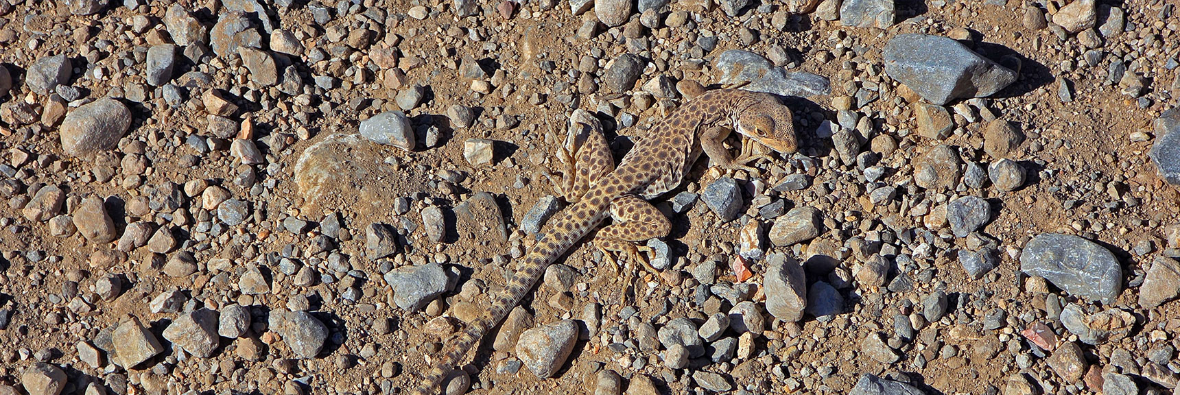 Western Side Blotched Lizard on Cottonwood West Road. | Carole Lombard Plane Crash Site | Potosi Mountain, Nevada
