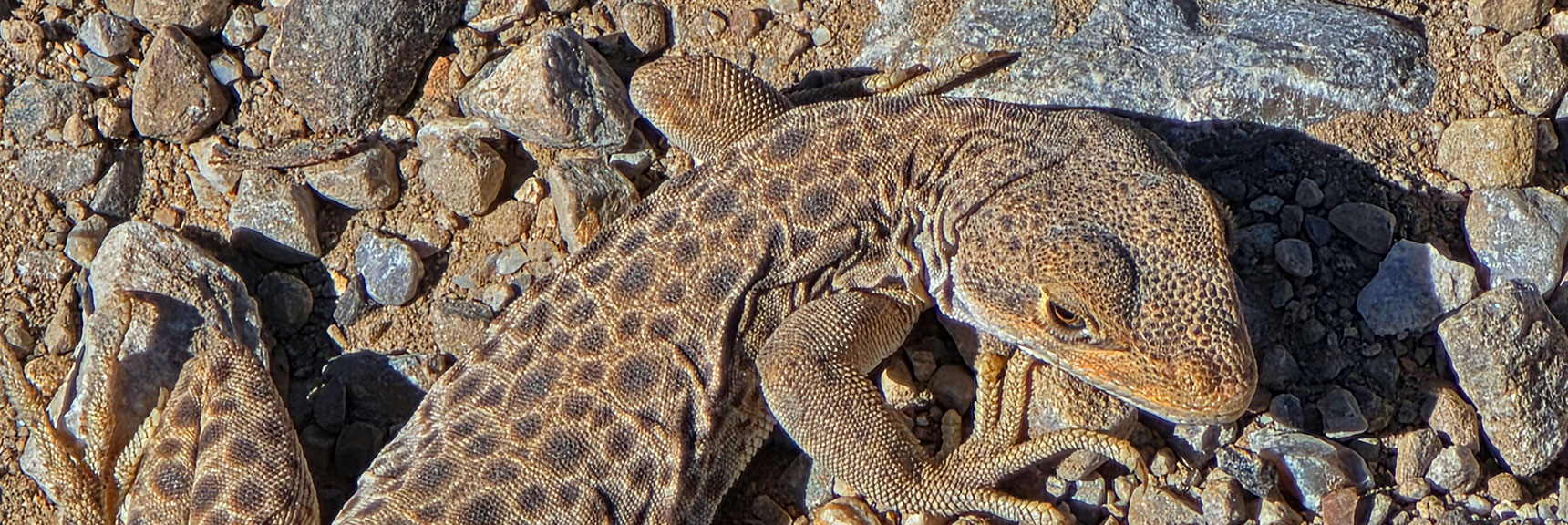 Giving Me That Disgusted Lizard Look! | Carole Lombard Plane Crash Site | Potosi Mountain, Nevada