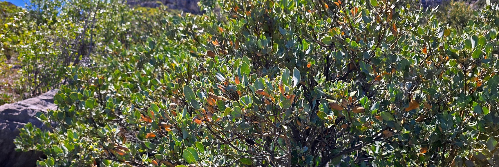 Ashy Silk Tassel Shrubs Form Impenetrable Barriers in Places on the Ridgeline. | Carole Lombard Plane Crash Site | Potosi Mountain, Nevada