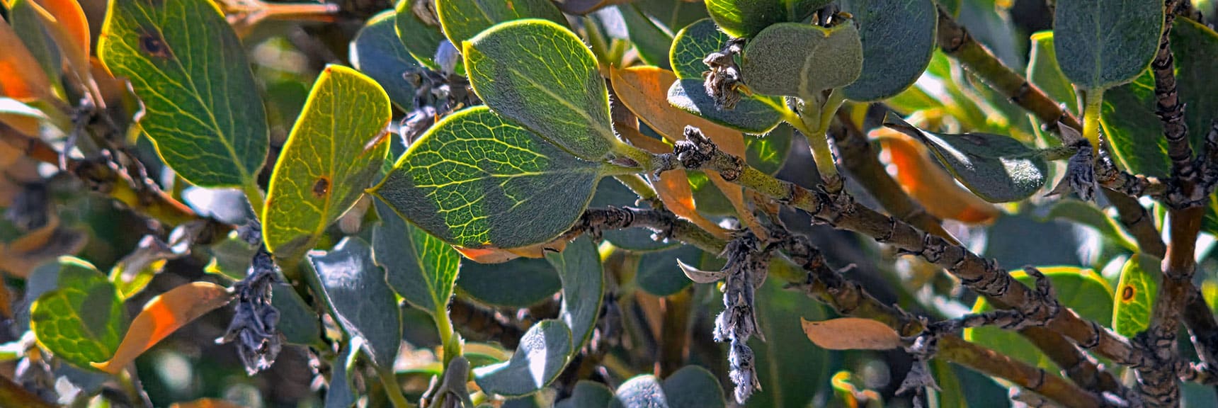 Ashy Silk Tassel Leaves May Work as an Anti-inflammatory Herb. | Carole Lombard Plane Crash Site | Potosi Mountain, Nevada