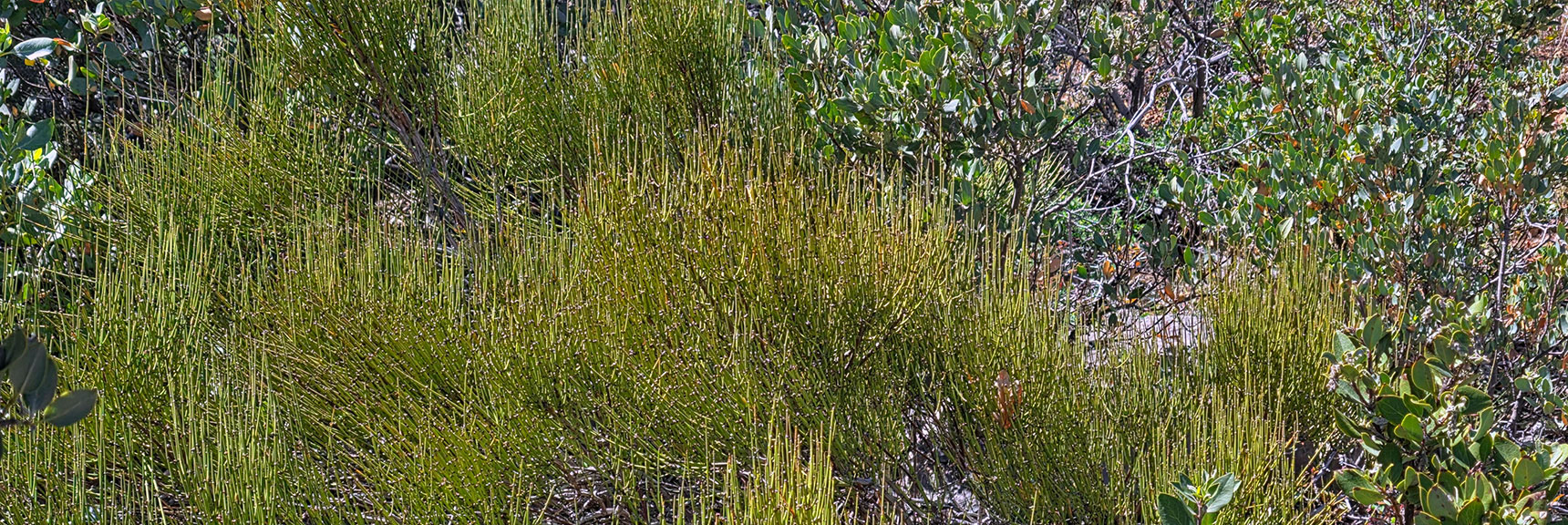 Mormon Tea Plant Was Brewed by Native Americans & Settlers as Medicinal | Carole Lombard Plane Crash Site | Potosi Mountain, Nevada