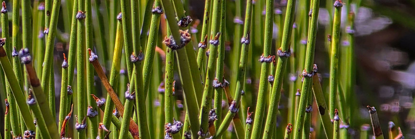 However, Beware of Side Effects: Heart Attacks, Strokes & Seizures. | Carole Lombard Plane Crash Site | Potosi Mountain, Nevada
