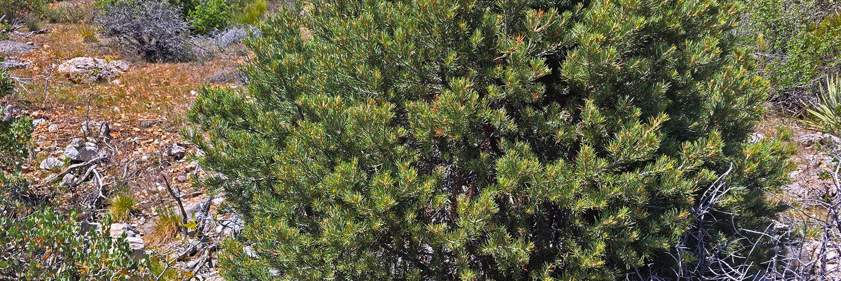 White Fir Tree: About 6,000ft at Base of Ascent Gully | Carole Lombard Plane Crash Site | Potosi Mountain, Nevada
