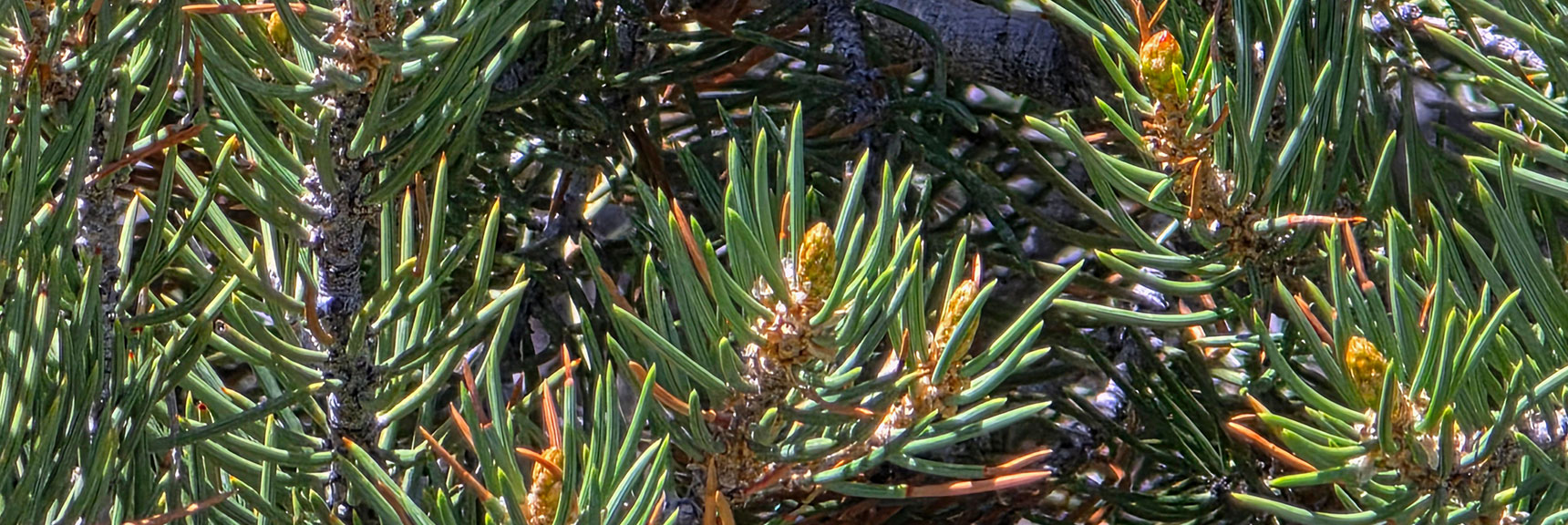 White Firs are Found in Mid-Elevations (6,000ft +) on Potosi Mountain | Carole Lombard Plane Crash Site | Potosi Mountain, Nevada