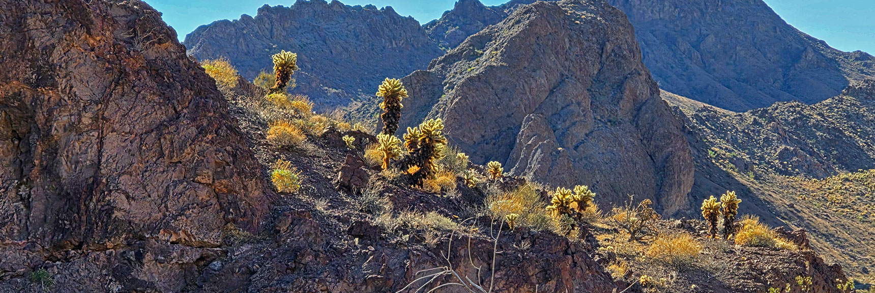 Fields of Teddy Bear Cholla Cacti Glow in the Sunlight | Peak 2720 aka Calicone Peak | Eldorado Wilderness, Nevada