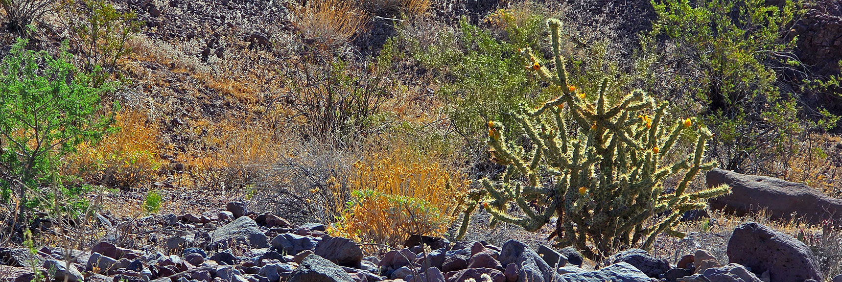 This Cholla Cactus is Just Beginning to Bloom | Peak 2720 aka Calicone Peak | Eldorado Wilderness, Nevada