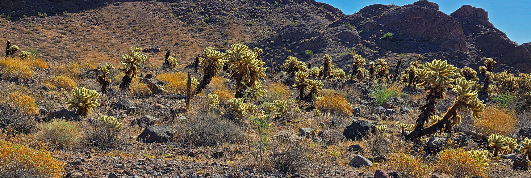 Another Field of Teddy Bear Cholla Cacti Glowing in the Sunlight | Peak 2720 aka Calicone Peak | Eldorado Wilderness, Nevada