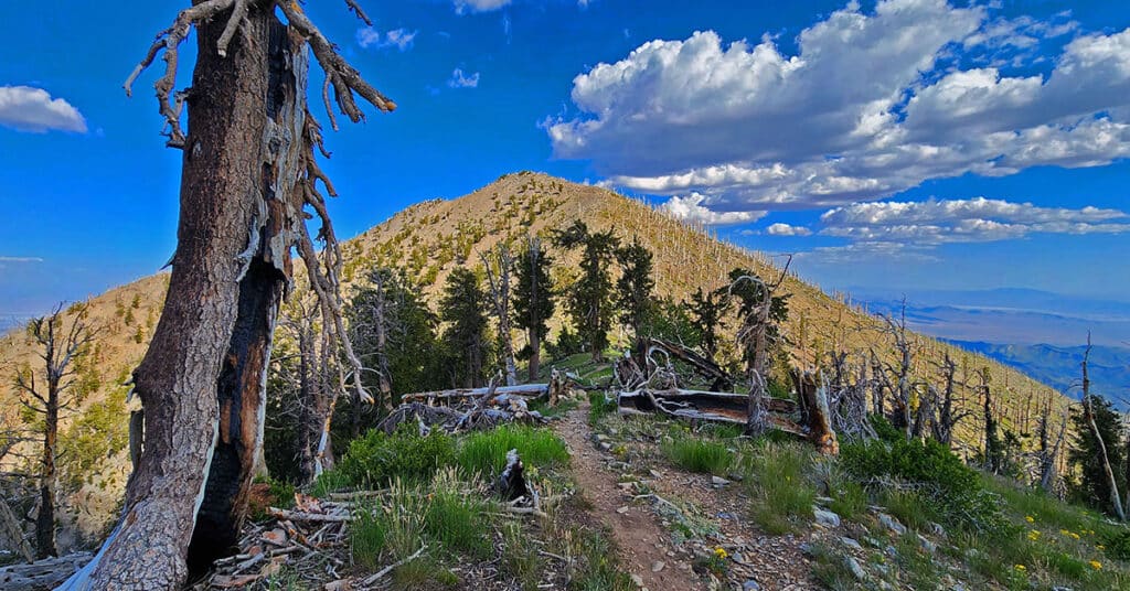Fletcher Canyon Trailhead / Harris Mt Griffith Peak Circuit | Mt Charleston Wilderness, Nevada