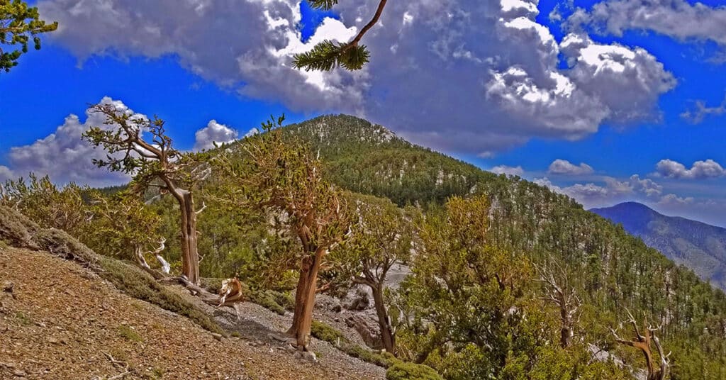 Fletcher Peak Adventures Overview | Mt Charleston Wilderness | Spring Mountains, Nevada