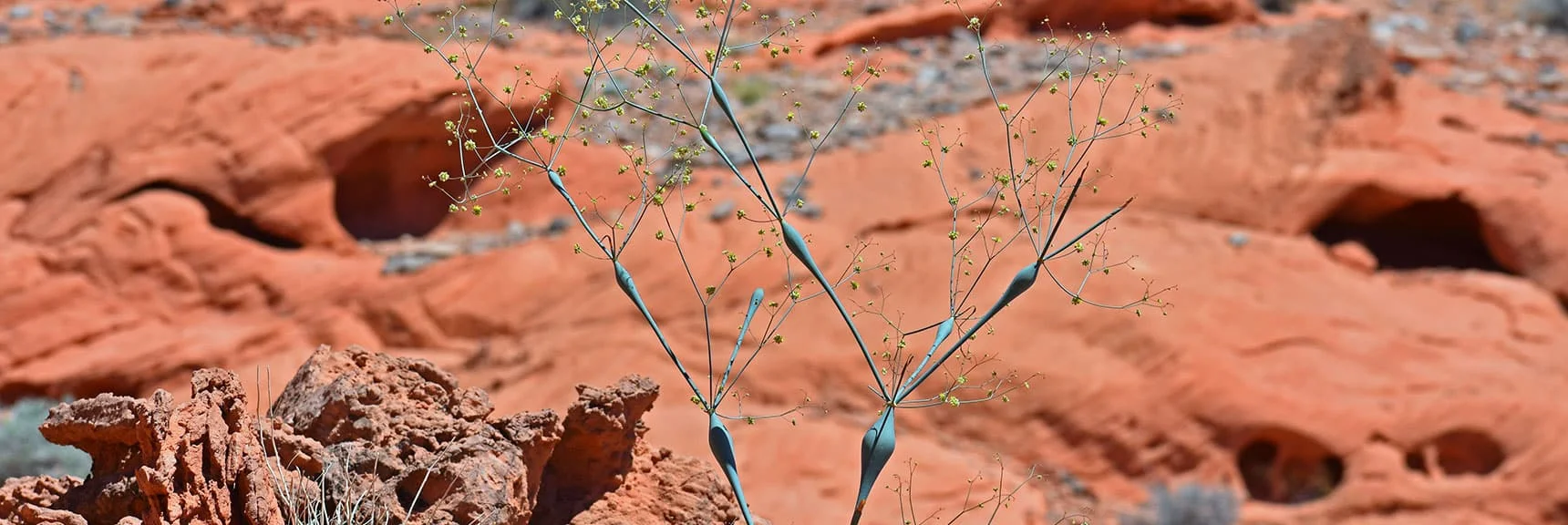 Desert Trumpet (Eriogonum inflatum) | Northern Bowl of Fire Detailed View | Lake Mead National Recreation Area, Nevada