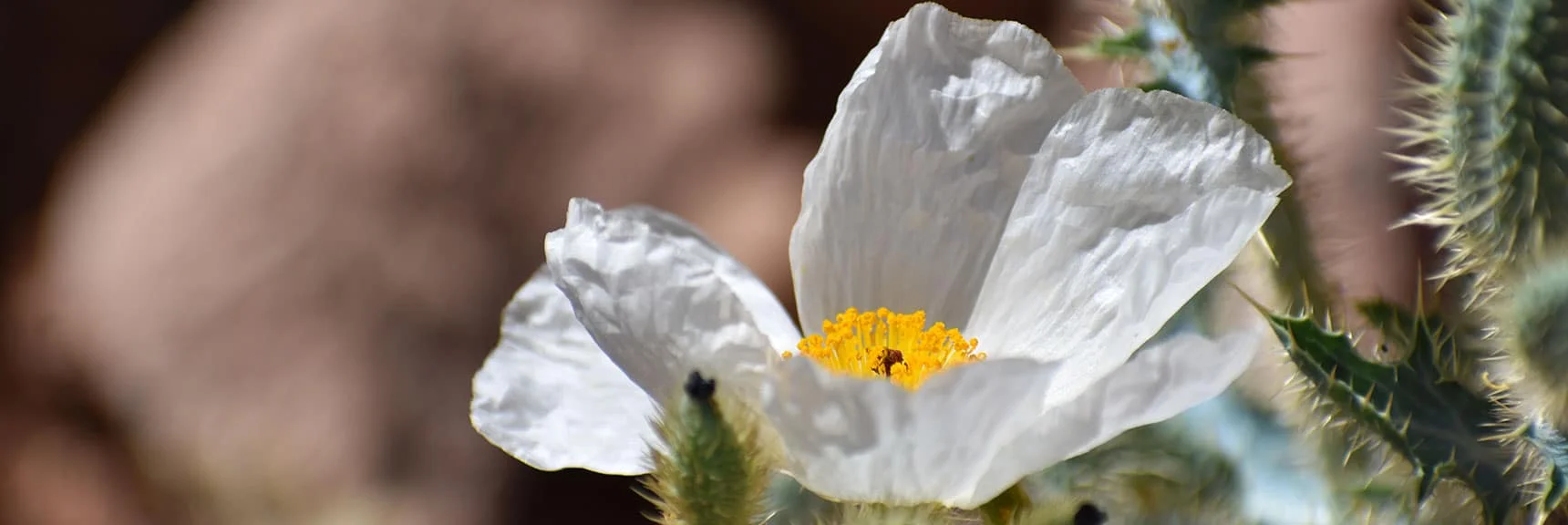 Prickly Poppy | Northern Bowl of Fire Detailed View | Lake Mead National Recreation Area, Nevada