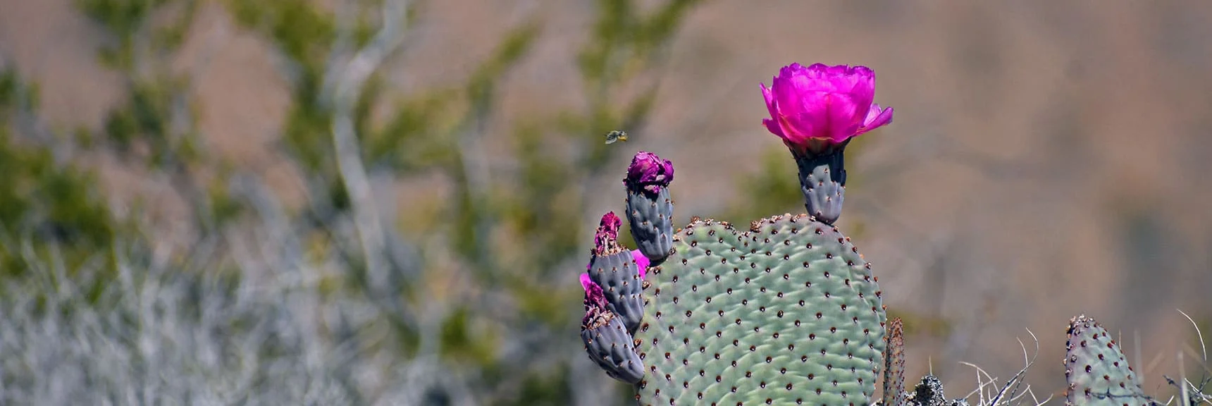 Prickly Pear Cactus | Northern Bowl of Fire Detailed View | Lake Mead National Recreation Area, Nevada