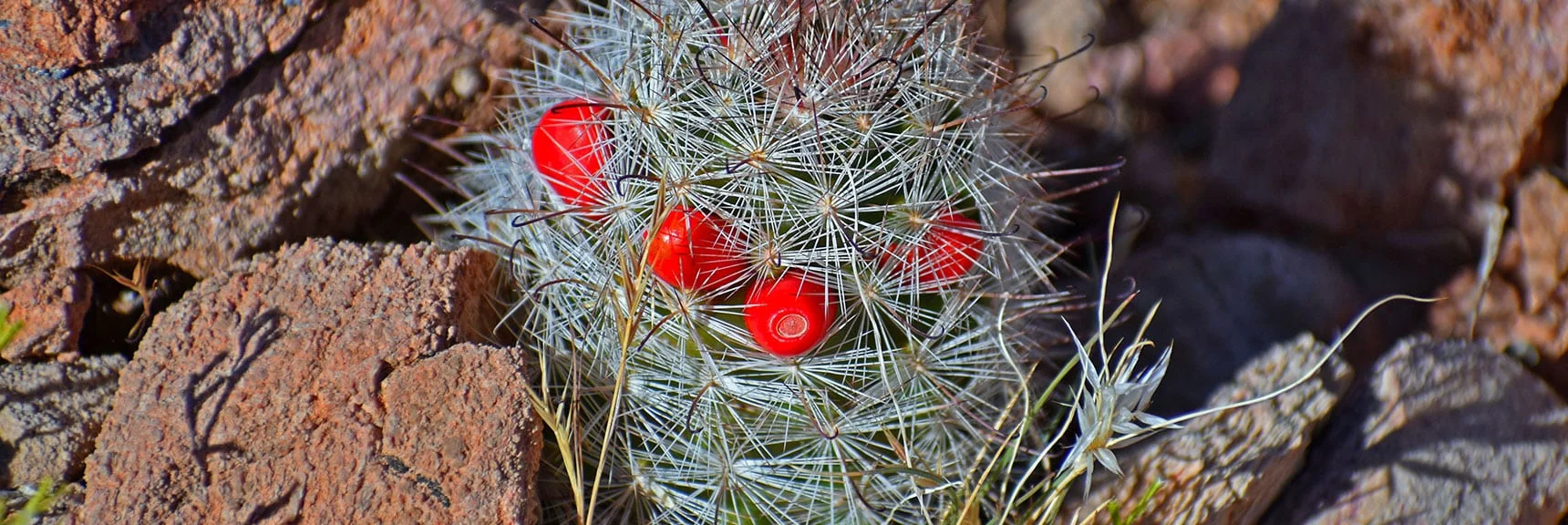 Fishhook Cactus | Northern Bowl of Fire Detailed View | Lake Mead National Recreation Area, Nevada