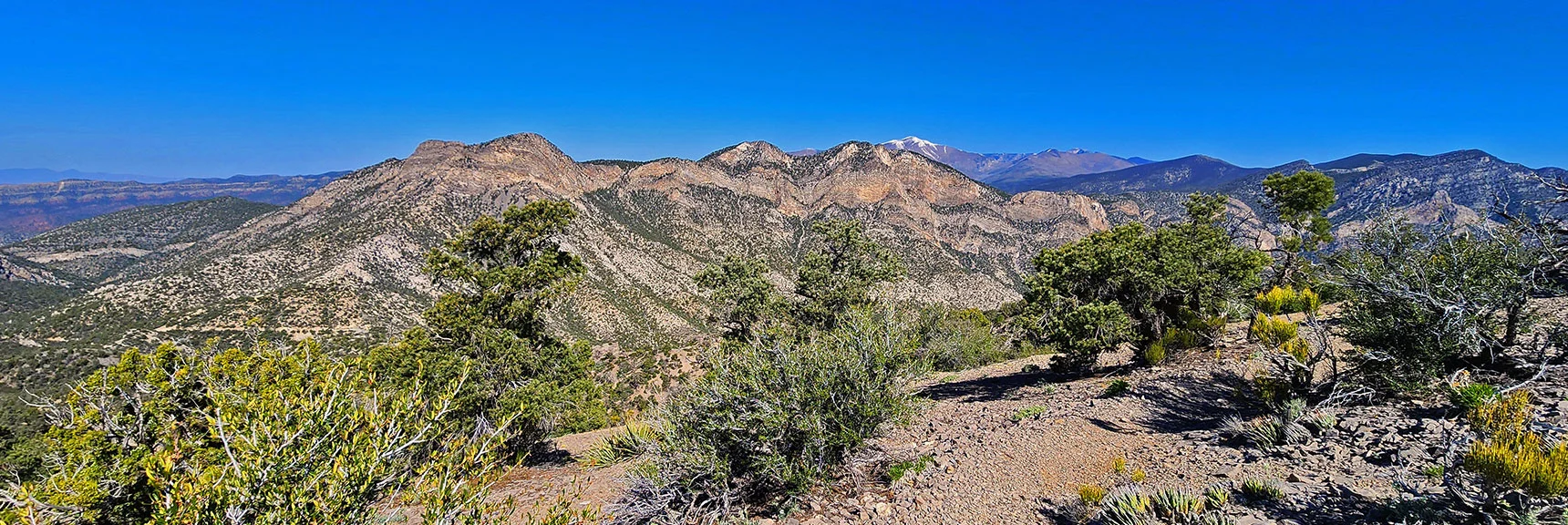 View Back toward Wilson Ridge & Griffith Peak from Upper Crest Ridgeline. | Bridge Mountain | Rainbow Mountain Wilderness, Nevada