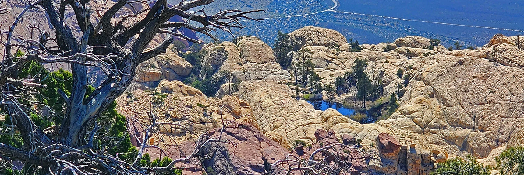 Beautiful Tinaja Surrounded by Ponderosa Pines Nestled in the Sandstone Below. | Bridge Mountain | Rainbow Mountain Wilderness, Nevada