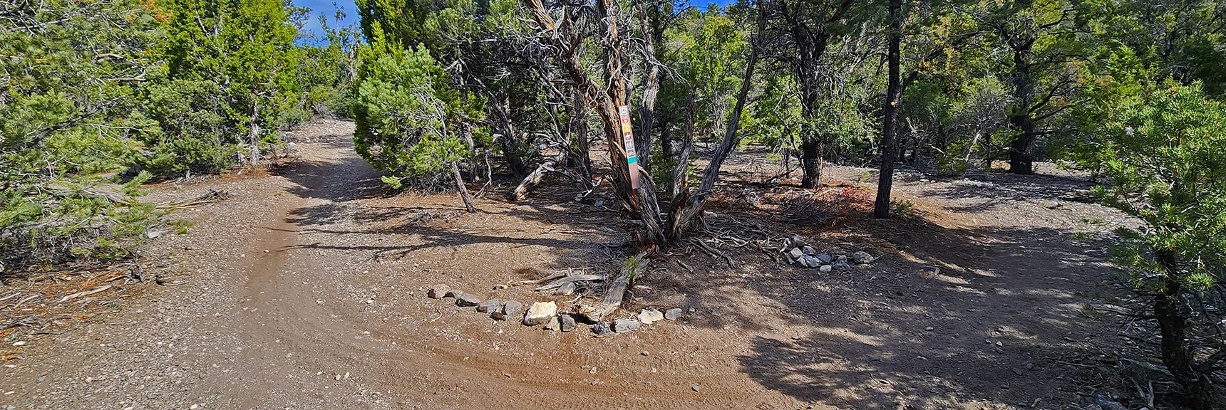 First Trail Split: Though Trail is Primarily Green, Follow Red Here. | Mud Springs Loop Counterclockwise | Lee Canyon | Mt. Charleston Wilderness, Nevada