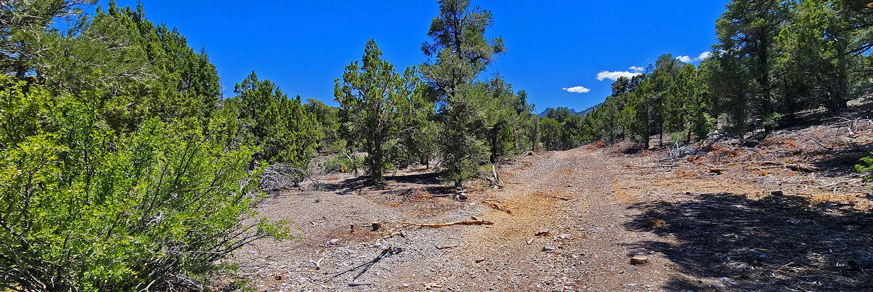 Enter Mud Springs Spur Rd on Far Side (NW Edge) of Loop | Mud Springs Loop Counterclockwise | Lee Canyon | Mt. Charleston Wilderness, Nevada