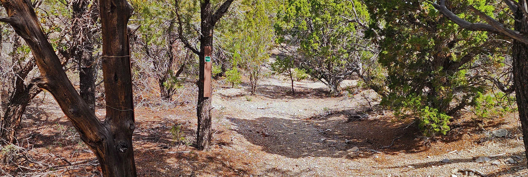 Last Trail Sign at About Mile 2.6; No Signs for 8 Miles; No GPS for 5 Miles | Mud Springs Loop Counterclockwise | Lee Canyon | Mt. Charleston Wilderness, Nevada