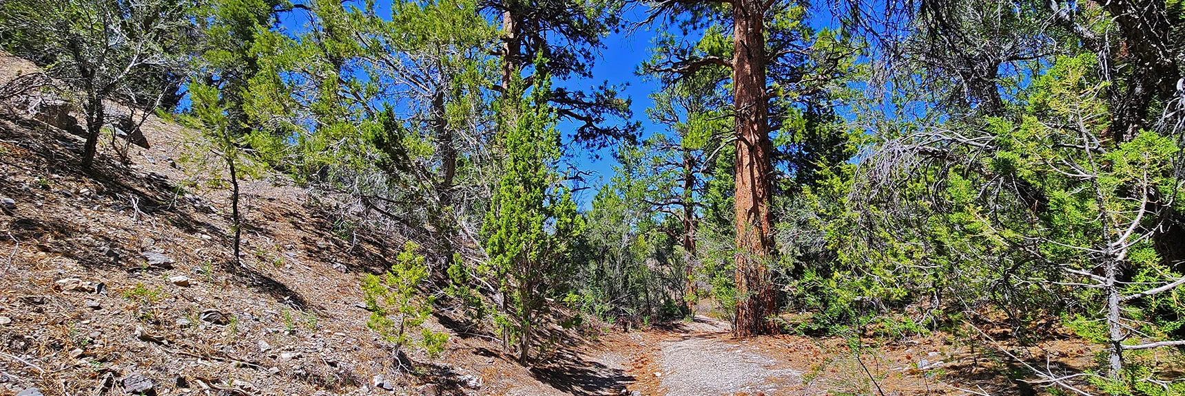 Road Narrows to Trail Entering Ponderosa Pine Zone | Mud Springs Loop Counterclockwise | Lee Canyon | Mt. Charleston Wilderness, Nevada