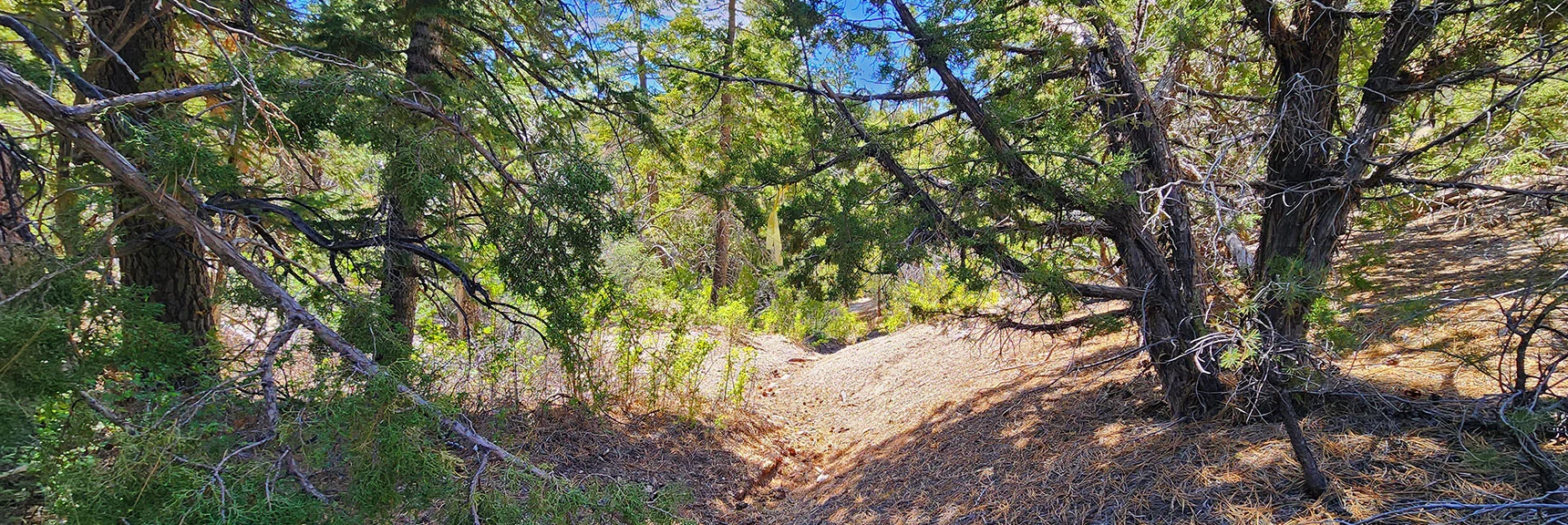 Fun Wilderness Navigational Puzzle | Mud Springs Loop Counterclockwise | Lee Canyon | Mt. Charleston Wilderness, Nevada