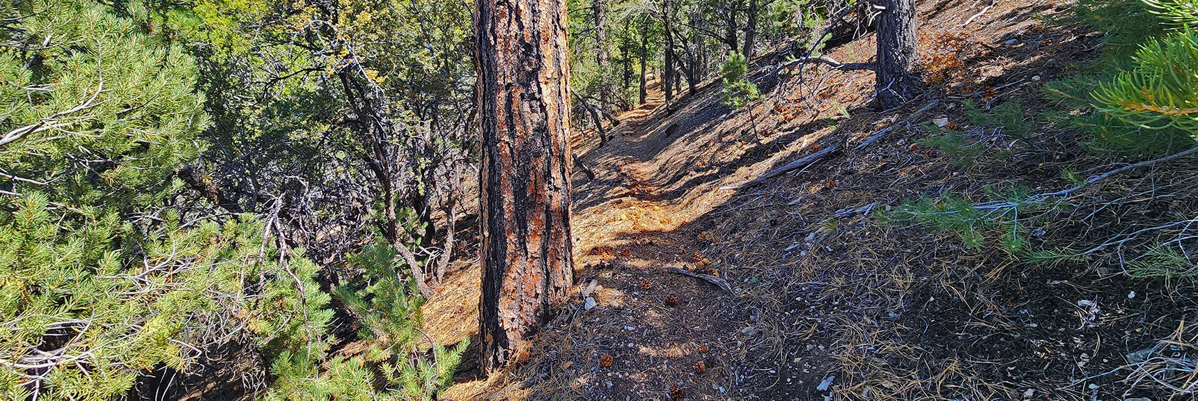Near 10-Mile Point Trail Becomes Distinct, Easy to Follow | Mud Springs Loop Counterclockwise | Lee Canyon | Mt. Charleston Wilderness, Nevada