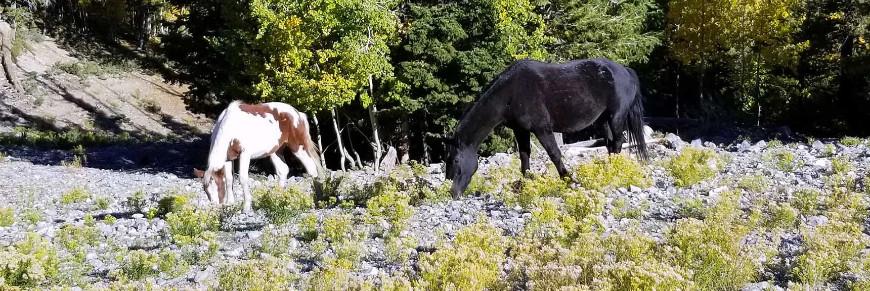 Wild Horses on Ski Run Below Lee Peak in Lee Canyon, Nevada