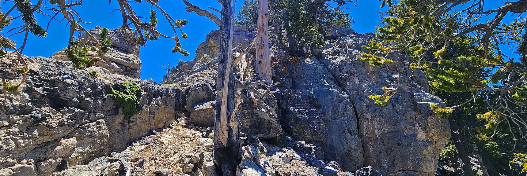 View Back Up that Last Descent. Now on West Side of Saddle. | Sisters South to the Sisters North | Mt. Charleston Wilderness | Spring Mountains, Nevada
