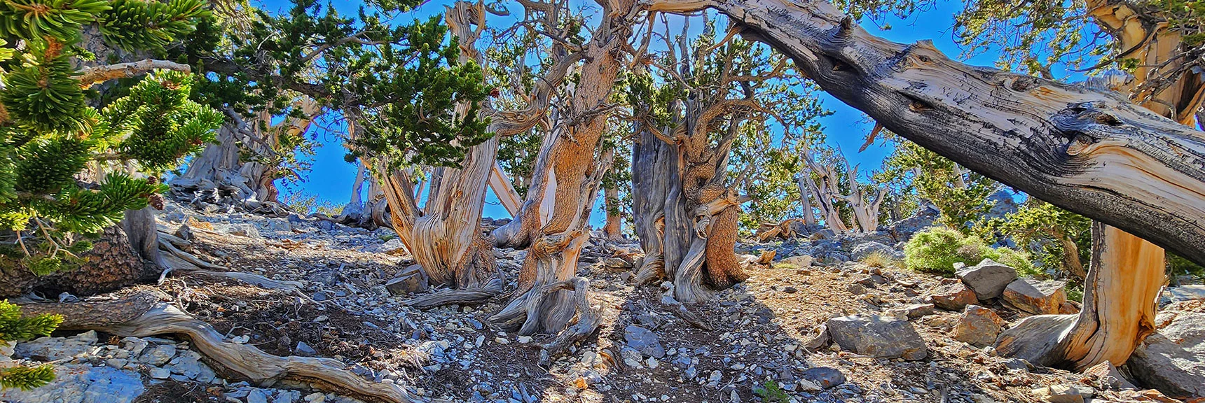Arrival on Summit's Center Saddle. Turn Left for Route to North Sister | Sisters South to the Sisters North | Mt. Charleston Wilderness | Spring Mountains, Nevada
