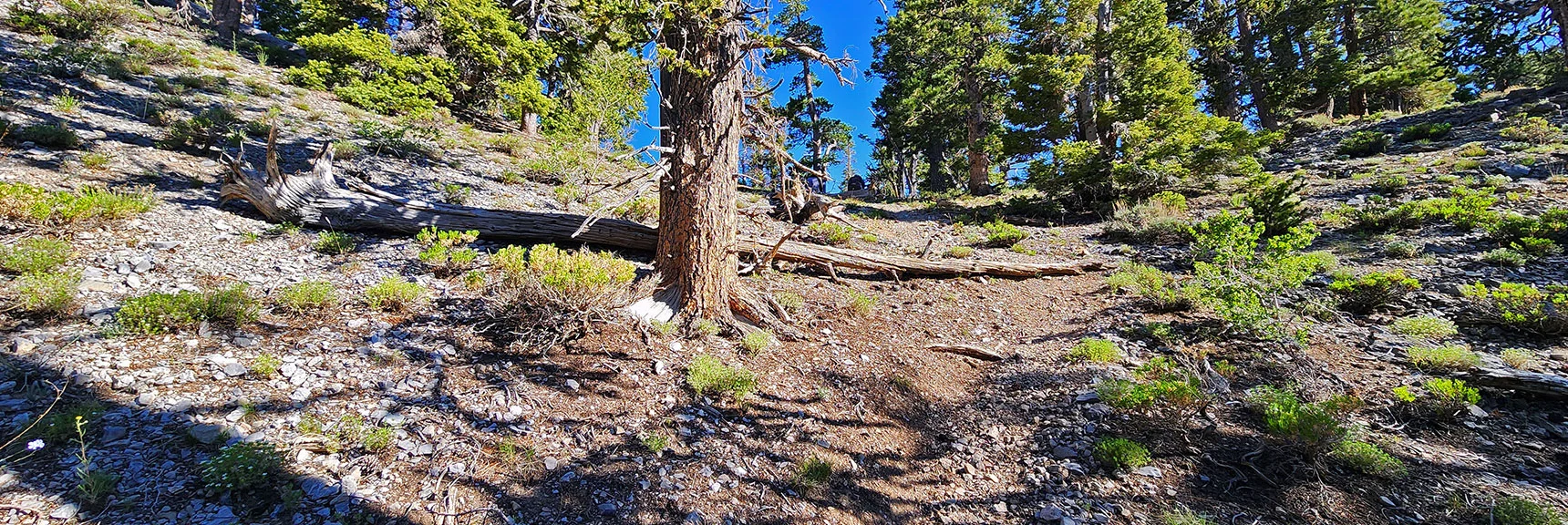 Will Turn Right At Ridgeline Summit Ahead | Sisters South to the Sisters North | Mt. Charleston Wilderness | Spring Mountains, Nevada