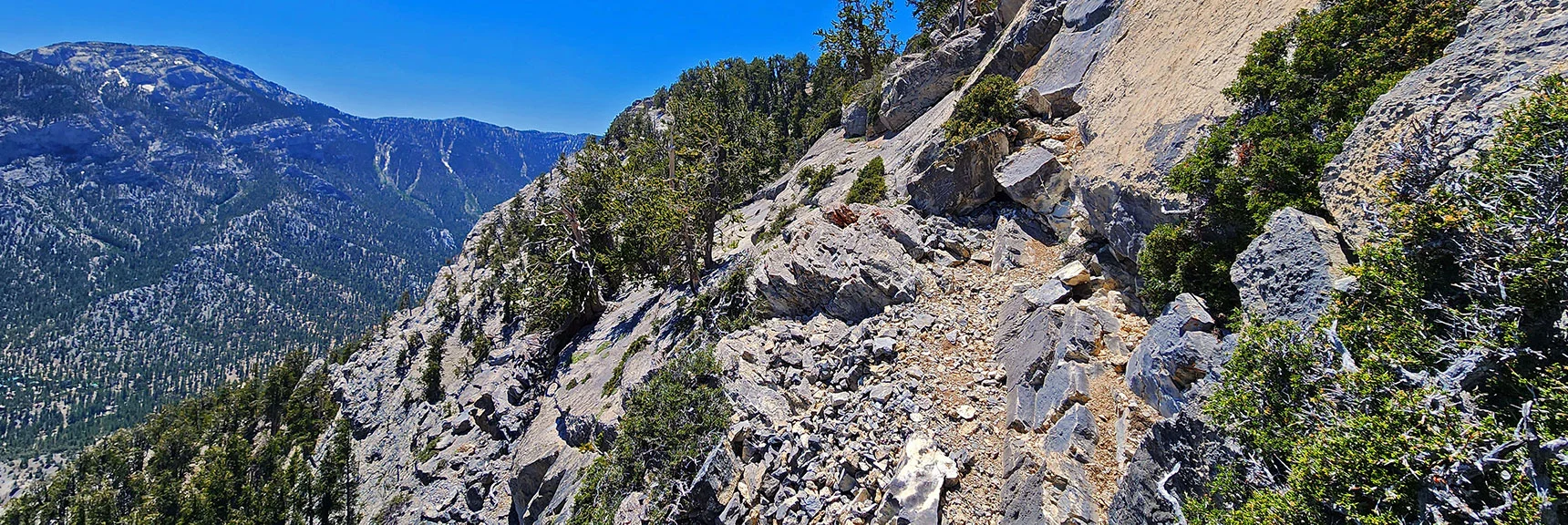 Just Passed This "Ledge of Death". Verry Narrow, Hold onto Heather Plants Along Way. | Sisters South to the Sisters North | Mt. Charleston Wilderness | Spring Mountains, Nevada