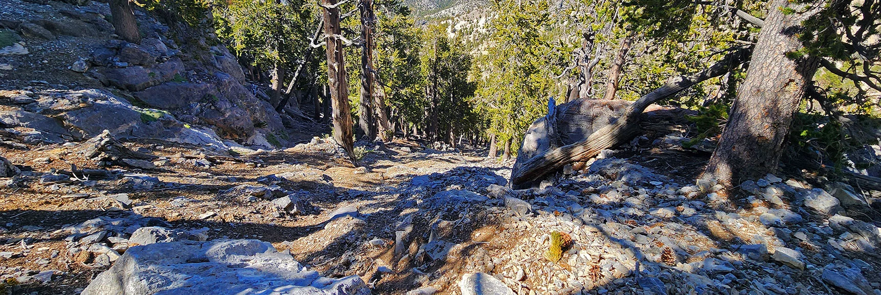 This Steep Plunge is Matched Only by Eastern Descent from Mummy Mt. | Sisters South to the Sisters North | Mt. Charleston Wilderness | Spring Mountains, Nevada