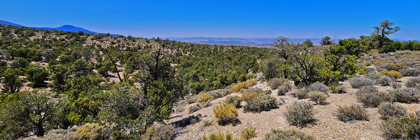 Emerge from Gully to an Expansive View. Desert Regions to the North | Pinyon Pine Loop Trail | Lee Canyon | Mt. Charleston Wilderness | Spring Mountains, Nevada