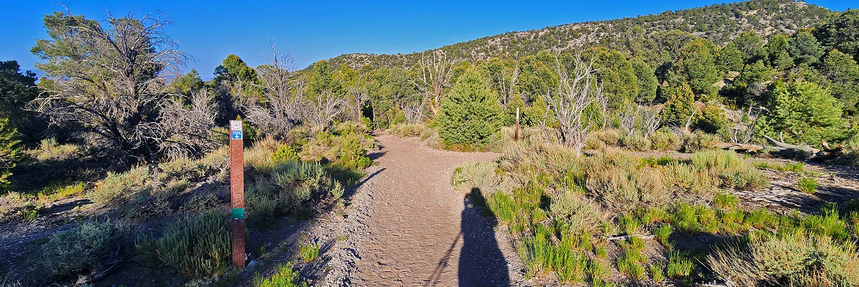 Final Turn (Right, Yellow); Blue Would Take You Straight Ahead to Blue Tree Camp. | Pinyon Pine Loop Trail | Lee Canyon | Mt. Charleston Wilderness | Spring Mountains, Nevada