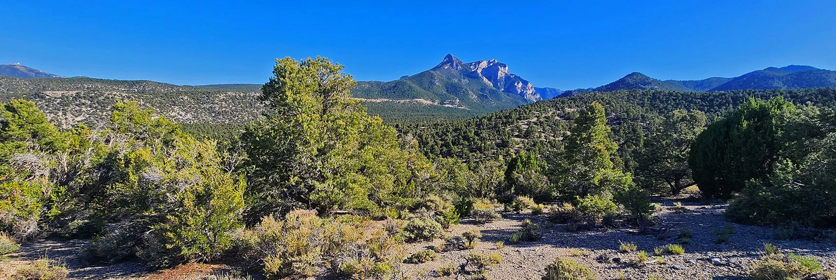 This Final Stretch Toward the Trailhead is a Confusion of Unmarked Trails. Keep Toward Mummy's Head | Pinyon Pine Loop Trail | Lee Canyon | Mt. Charleston Wilderness | Spring Mountains, Nevada