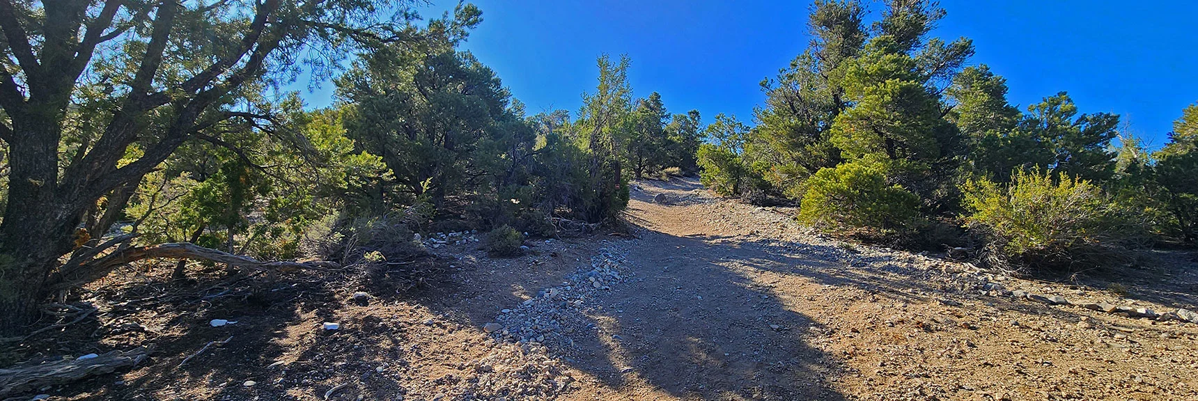 A Right Turn Up That Road is the Cutoff Trail to the Loop's West Side. | Pinyon Pine Loop Trail | Lee Canyon | Mt. Charleston Wilderness | Spring Mountains, Nevada
