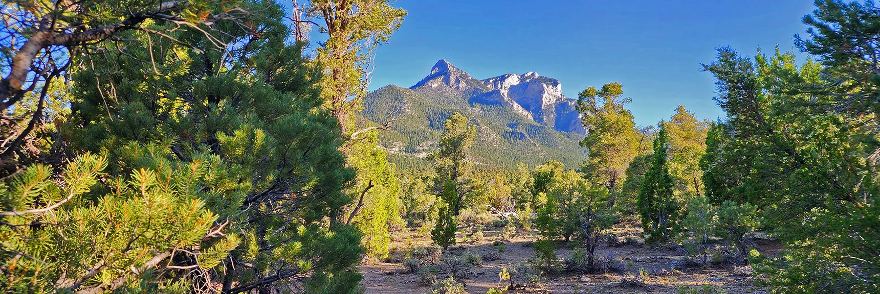 And, of Course, Continue Toward Mummy's Head! | Pinyon Pine Loop Trail | Lee Canyon | Mt. Charleston Wilderness | Spring Mountains, Nevada