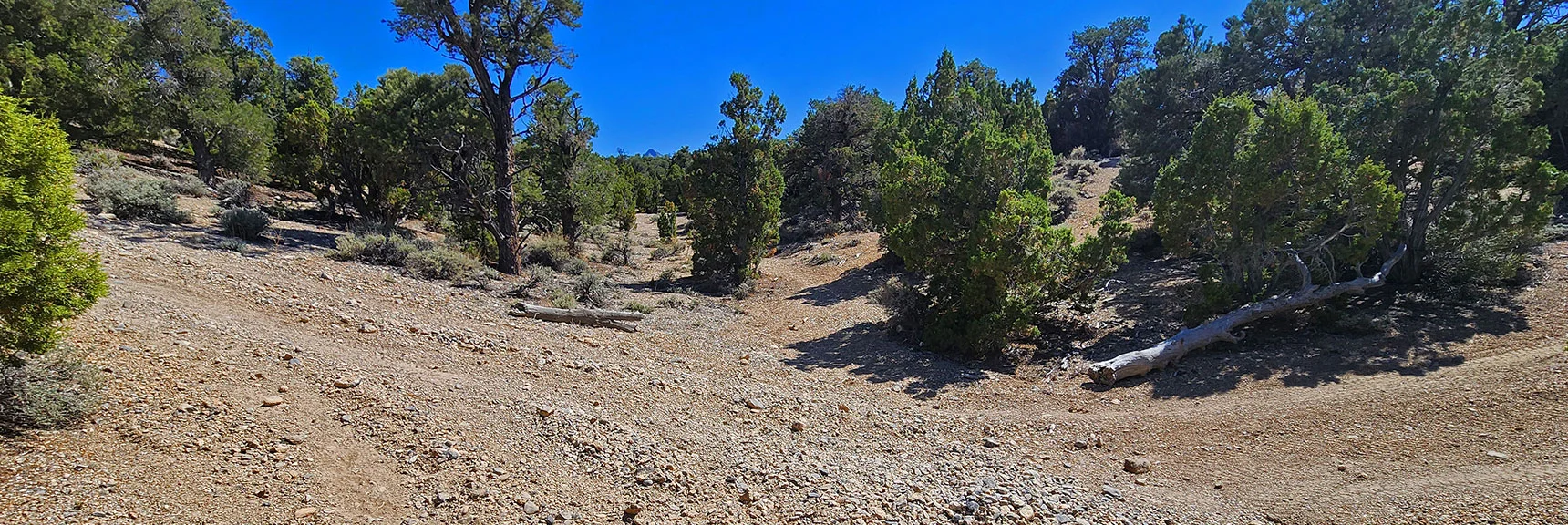 Cross This Unmarked Road to Continue on the Trail | Pinyon Pine Loop Trail | Lee Canyon | Mt. Charleston Wilderness | Spring Mountains, Nevada