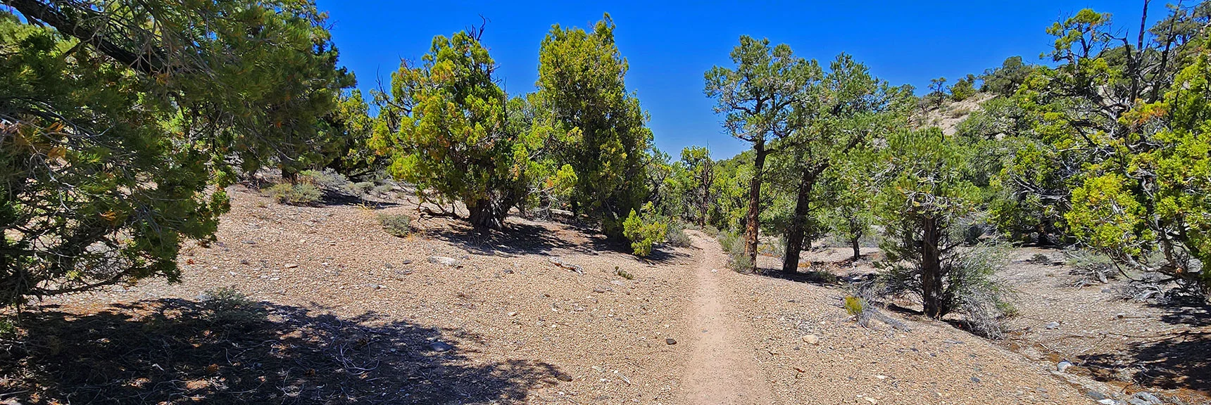 That Was the Last Red (Pinyon Pine Trail) Arrow for Miles. Descend a Long Gully | Pinyon Pine Loop Trail | Lee Canyon | Mt. Charleston Wilderness | Spring Mountains, Nevada
