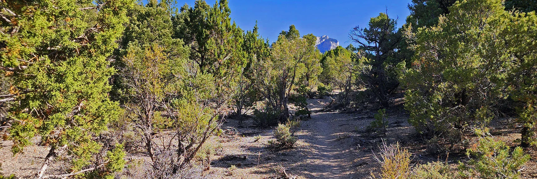 Mummy's Head Reassures You Made the Correct Turn. Pine Forest Deepening. | Pinyon Pine Loop Trail | Lee Canyon | Mt. Charleston Wilderness | Spring Mountains, Nevada