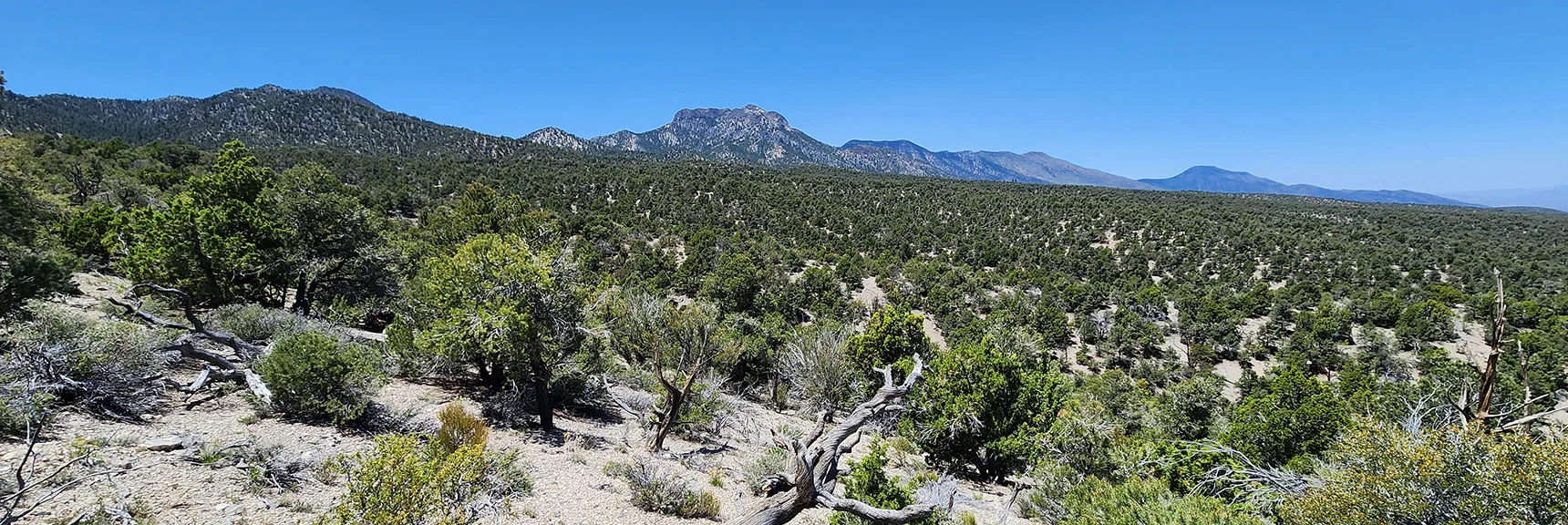 Northern Spring Mts. Appear SW. Left to Right: Sisters, Macks, Bonanza & Wheeler Peaks. | Pinyon Pine Loop Trail | Lee Canyon | Mt. Charleston Wilderness | Spring Mountains, Nevada