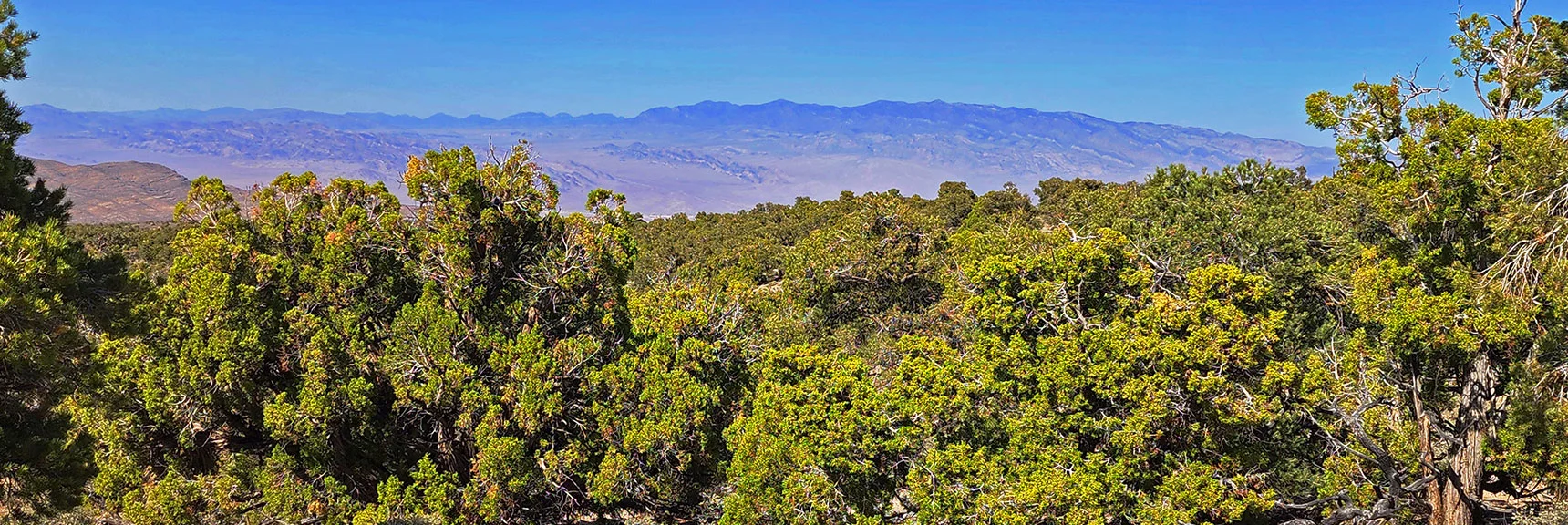 Sheep Range Appears to the East (Your Left) | Pinyon Pine Loop Trail | Lee Canyon | Mt. Charleston Wilderness | Spring Mountains, Nevada
