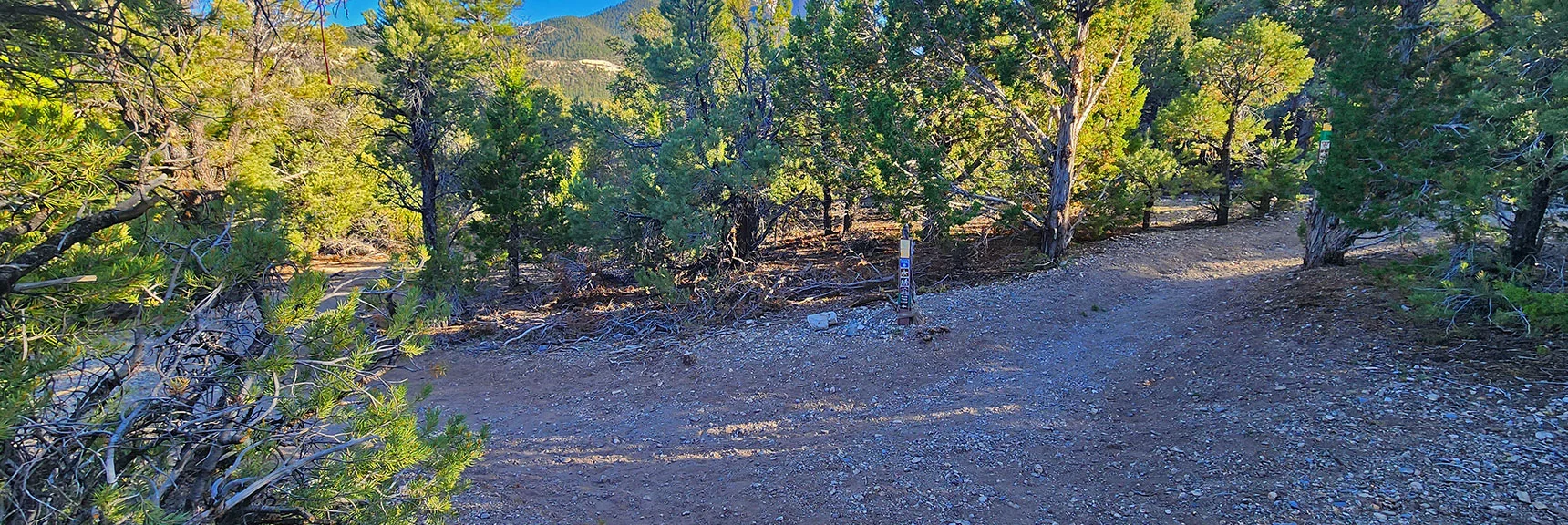 Keep to the Right Generally, Heading Toward Mummy's Head. Prefer Yellow Sawmill Trail Markers | Pinyon Pine Loop Trail | Lee Canyon | Mt. Charleston Wilderness | Spring Mountains, Nevada