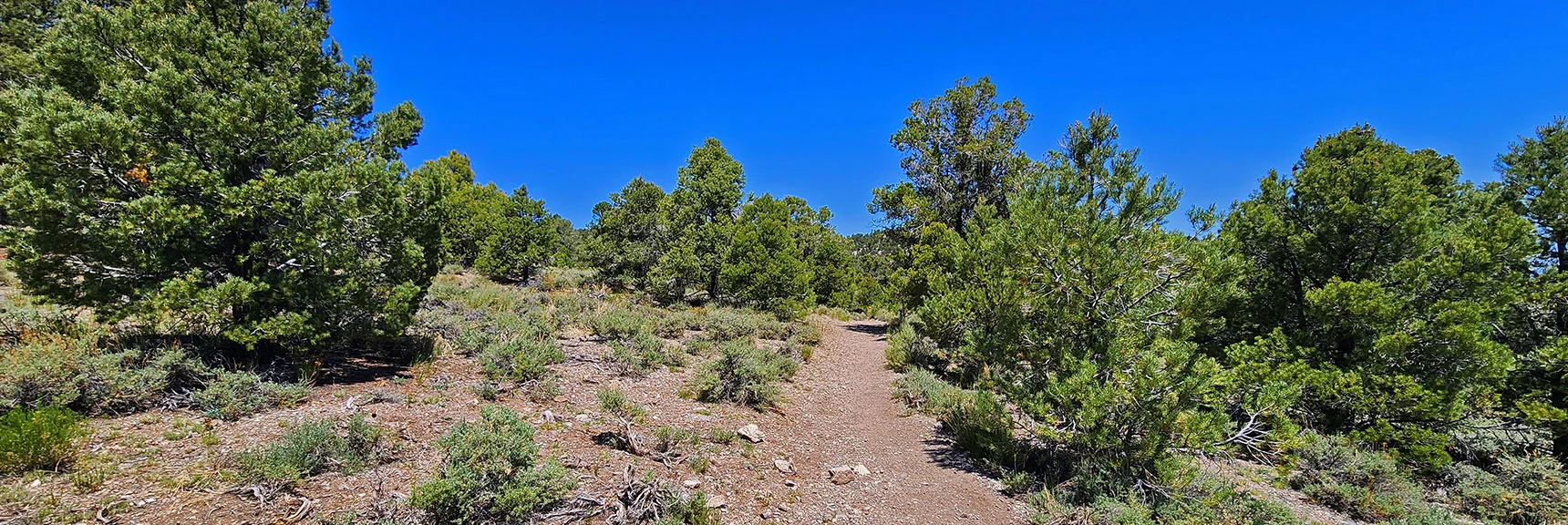 Immediately Enter a Beautiful Pinyon Pine Forest. | Pinyon Pine Loop Trail | Lee Canyon | Mt. Charleston Wilderness | Spring Mountains, Nevada