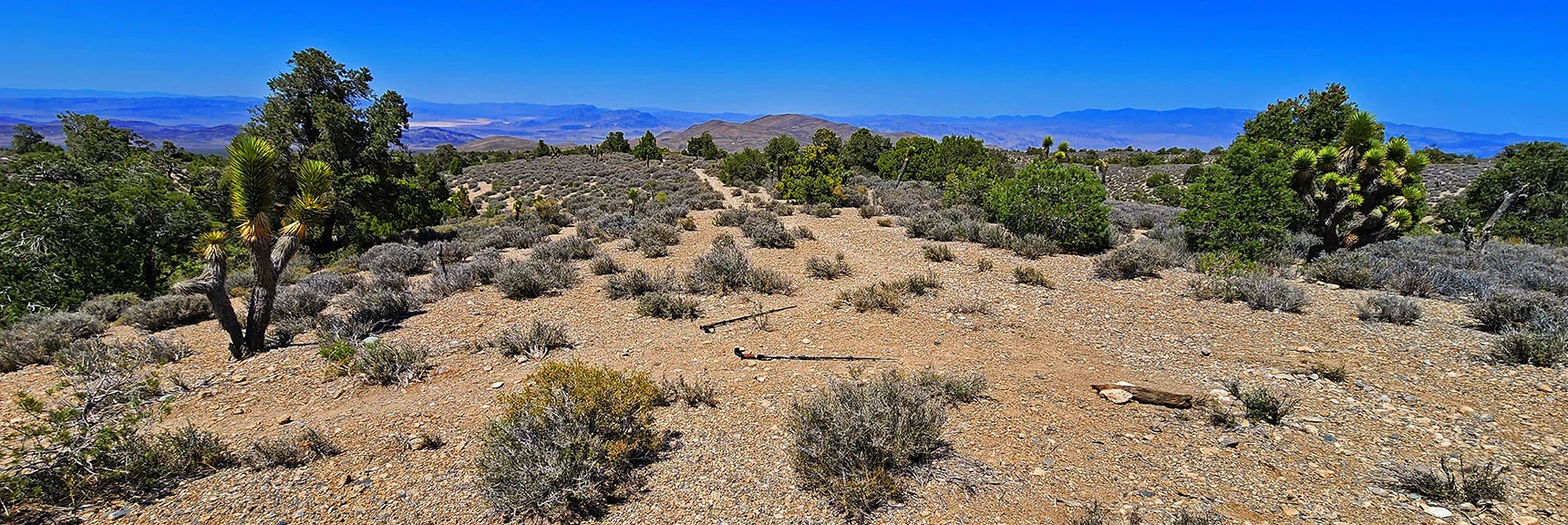 Turn Left at This Unmarked Intersection to Continue to the North Edge of the Loop | Pinyon Pine Loop Trail | Lee Canyon | Mt. Charleston Wilderness | Spring Mountains, Nevada