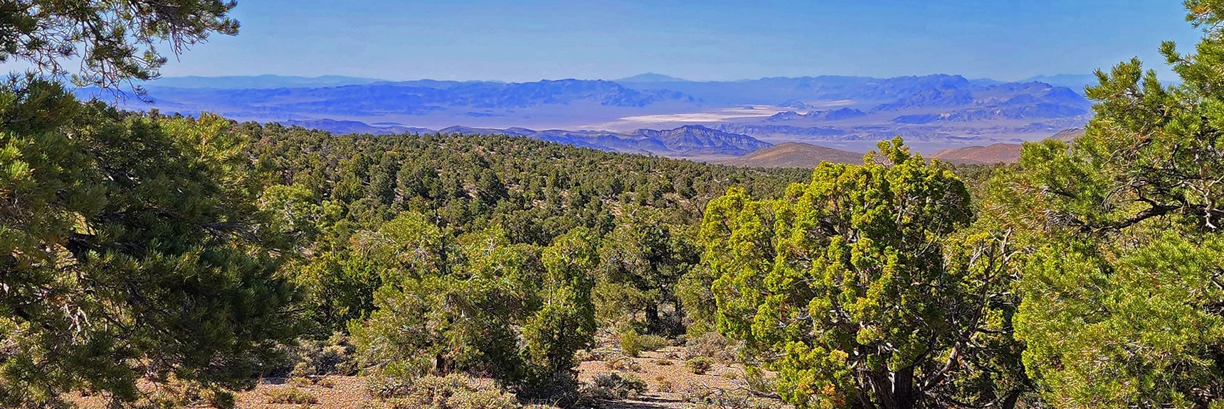 View Back to Spectacular Desert Regions Northeast | Pinyon Pine Loop Trail | Lee Canyon | Mt. Charleston Wilderness | Spring Mountains, Nevada