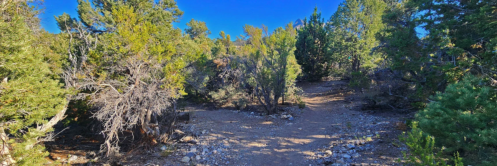 Left Turns Generally Take You Off Trail Toward Lee Canyon Road and Blue Tree Group Camp | Pinyon Pine Loop Trail | Lee Canyon | Mt. Charleston Wilderness | Spring Mountains, Nevada